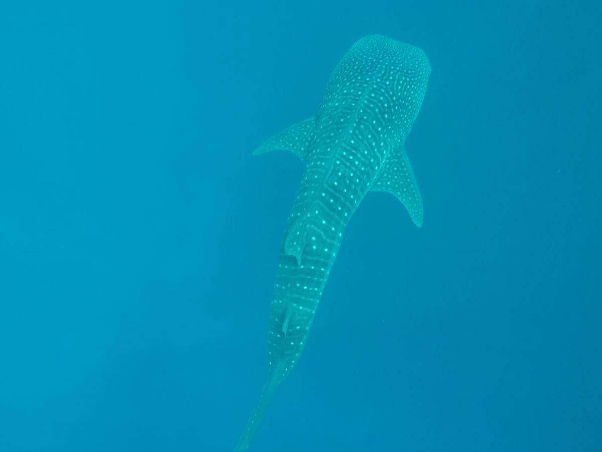 דנגטי Vakarufalhi Maldives מראה חיצוני תמונה